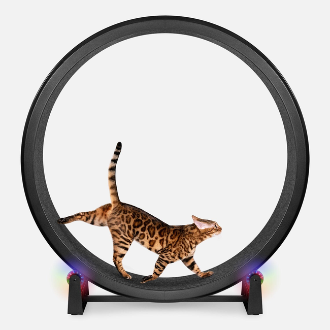 Cat Exercise Wheel-gallery-32508072296471