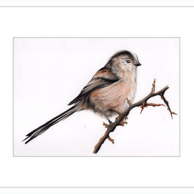 Laura the Long Tailed Tit-gallery-49475870949667