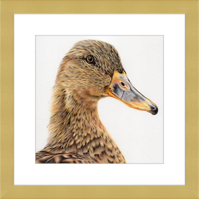 Jemima the Mallard-gallery-49450417652003