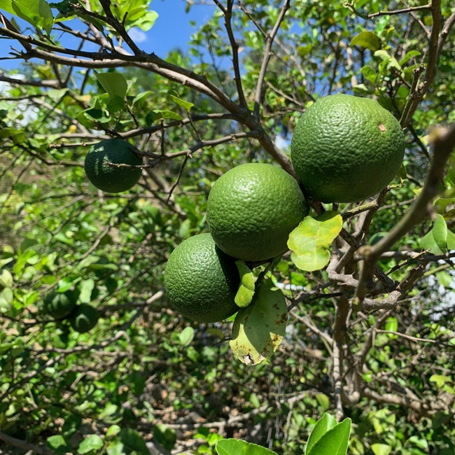 10L FRESH BIB™ - 100% HAND SQUEEZED PERSIAN LIME JUICE COLD PRESSED-gallery-52898735948143