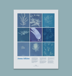 Anna Atkins Cyanotype Print