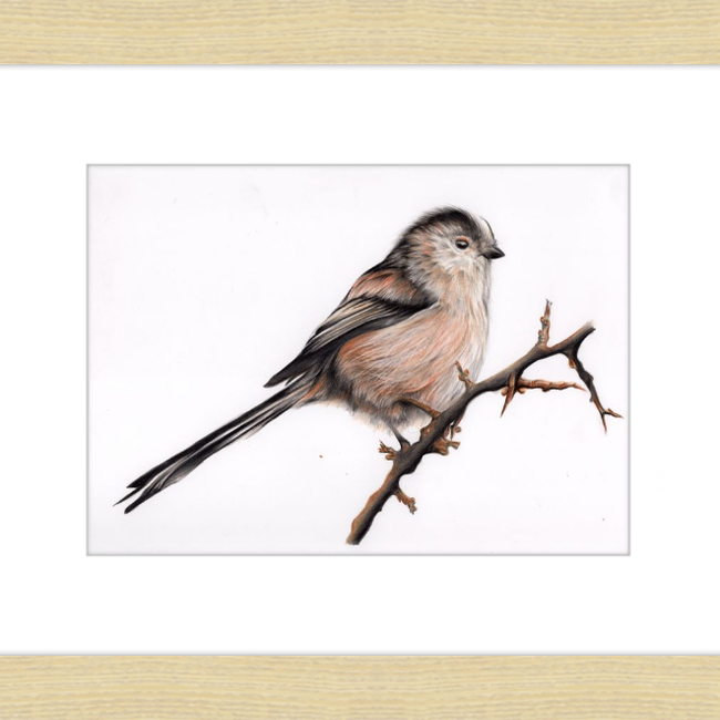 Laura the Long Tailed Tit-gallery-49475872817443