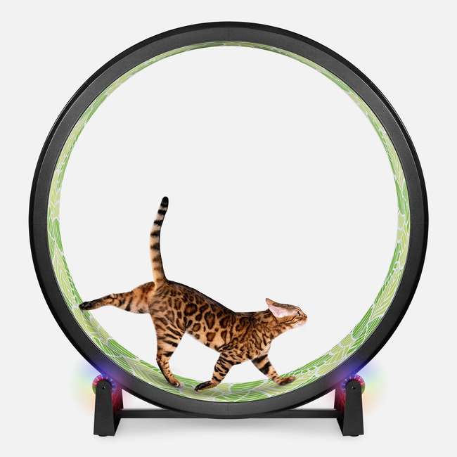Cat Exercise Wheel-gallery-32508072362007