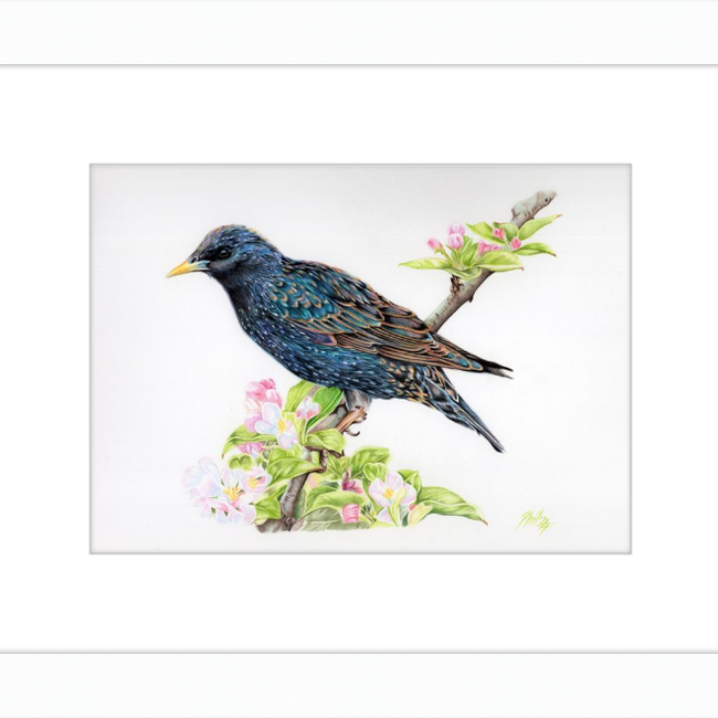 Starling in Blossom-gallery-49475919118627
