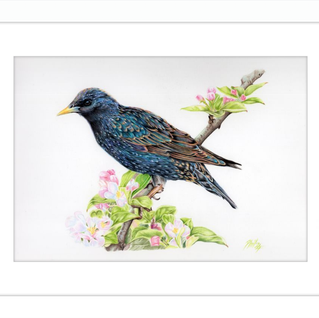 Starling in Blossom-gallery-49475911549219
