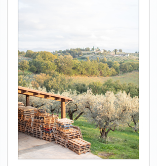 Italian Vineyard