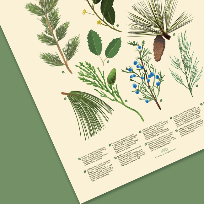 Evergreens of California Print-gallery-44714771022070