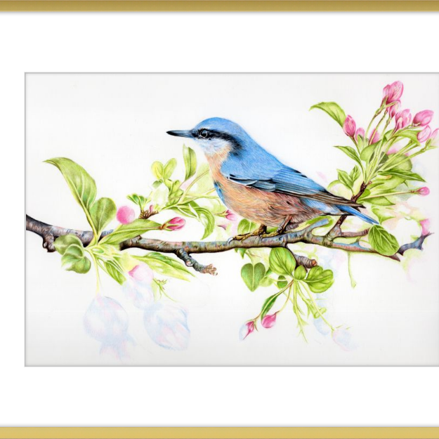 Nuthatch in Blossom-gallery-49475886809379