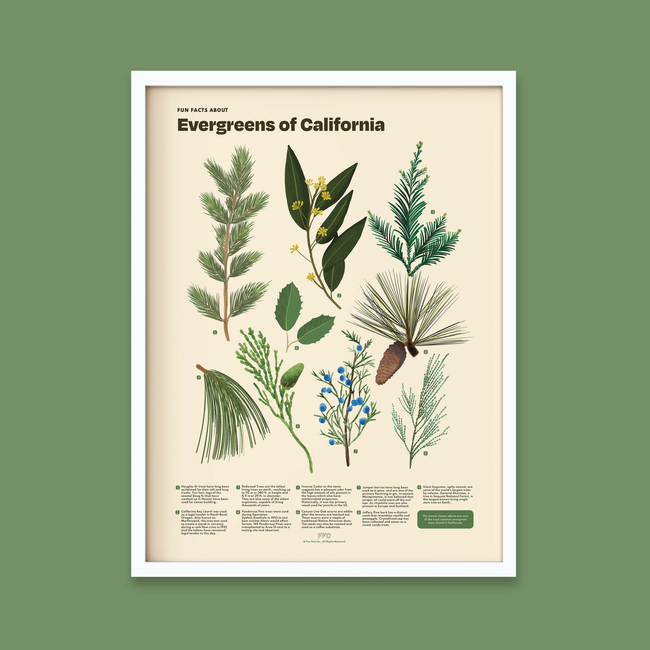 Evergreens of California Print-gallery-44714771087606