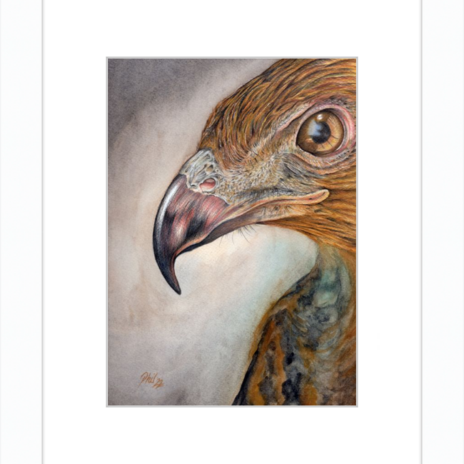 Bob the Hawk-gallery-49450460348707