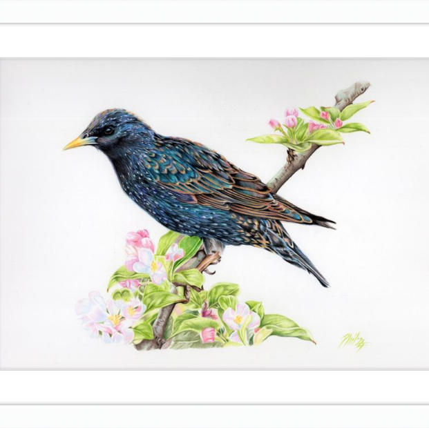 Starling in Blossom-gallery-49475914072355