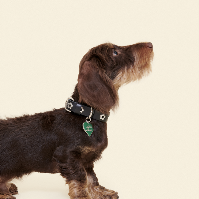 Midnight - Flower Power Collar-gallery-61391893233950