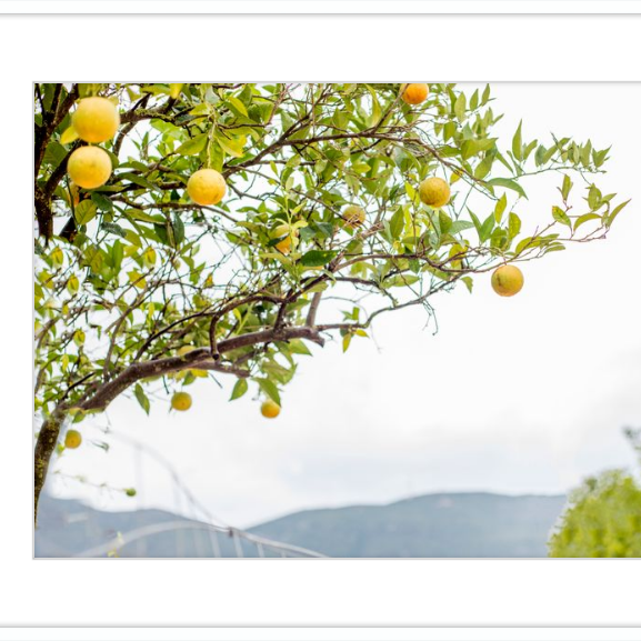 Orange Grove, Greece-gallery-48984477892899