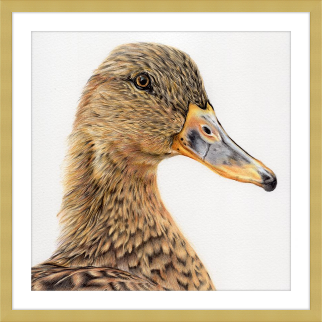 Jemima the Mallard-gallery-49450418438435