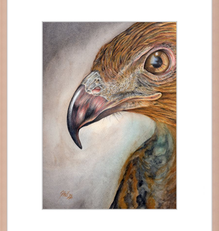 Bob the Hawk
