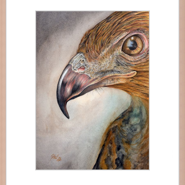 Bob the Hawk-gallery-49450453893411