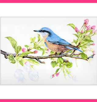 Nuthatch in Blossom