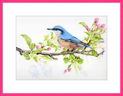 Nuthatch in Blossom