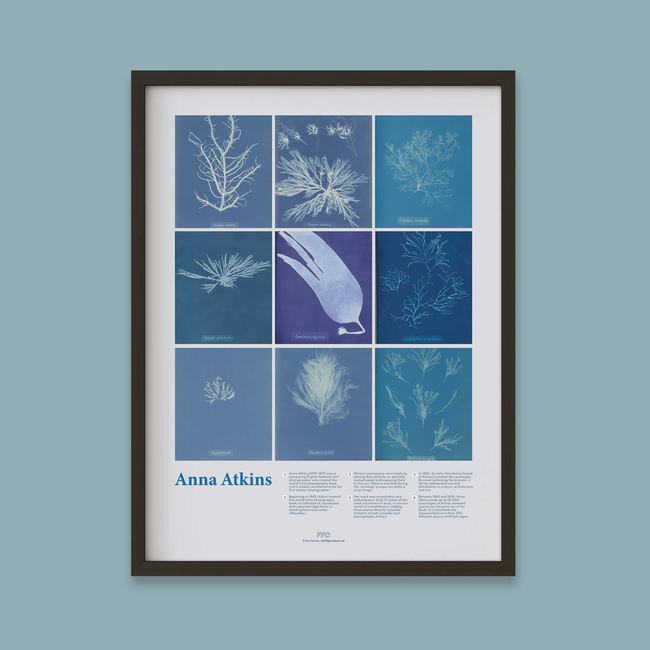 Anna Atkins Cyanotype Print-gallery-44322496250102