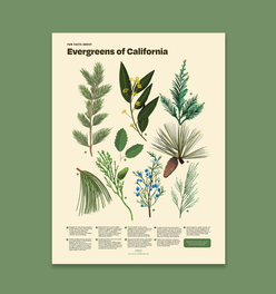 Evergreens of California Print