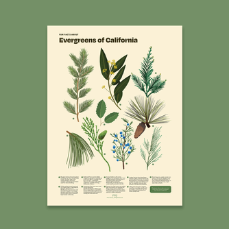 Evergreens of California Print