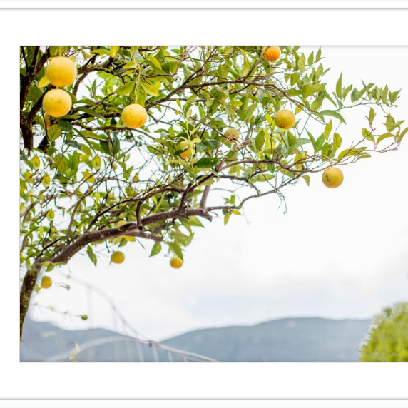 Orange Grove, Greece-gallery-48984482873635