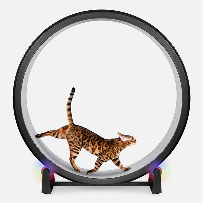 Cat Exercise Wheel-gallery-32508072067095