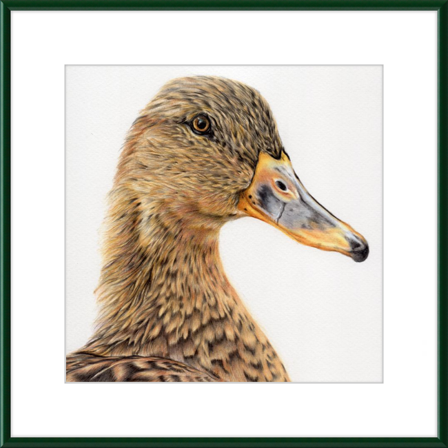 Jemima the Mallard-gallery-49450417455395