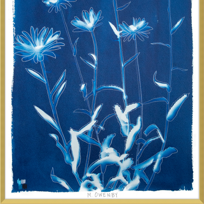 Shasta Daisies-gallery-48954437009699