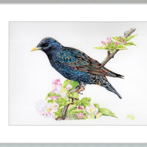 Starling in Blossom-gallery-49475909910819