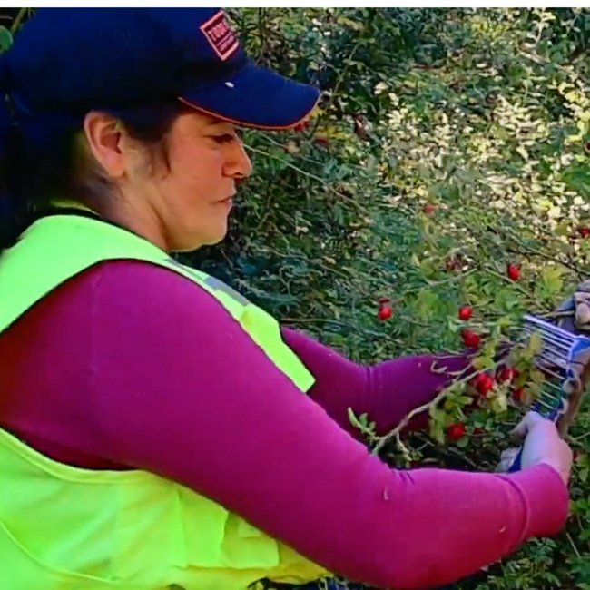 Rosehip Oil, 100% Organic-gallery-36891834187953