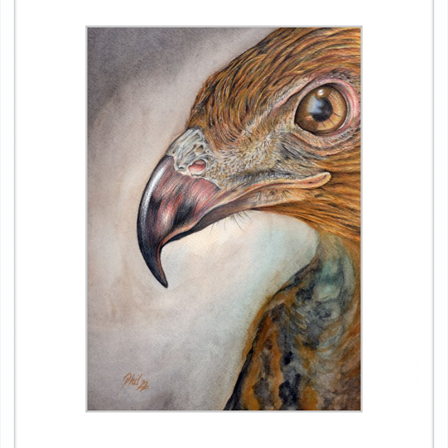 Bob the Hawk-gallery-49450454450467