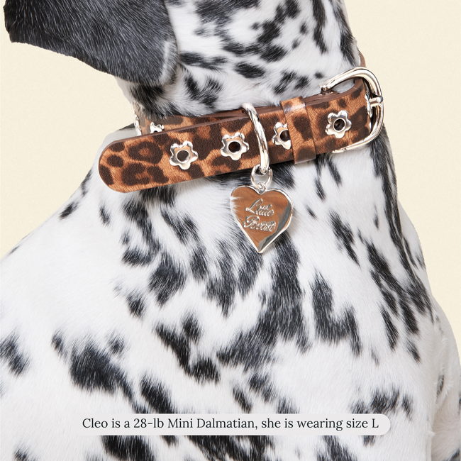 Cougar - Flower Power Collar-gallery-61396583514398
