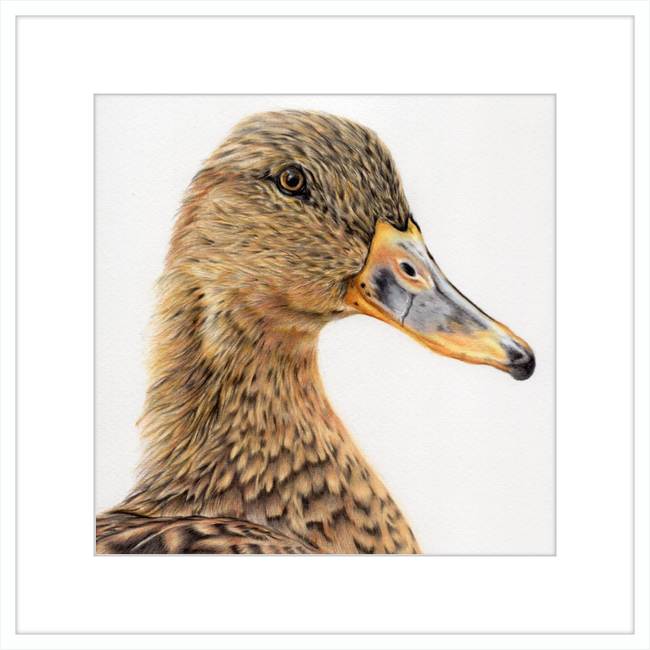 Jemima the Mallard-gallery-49450416734499