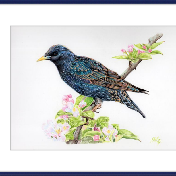 Starling in Blossom-gallery-49475912040739
