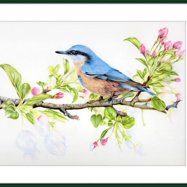 Nuthatch in Blossom-gallery-49475894804771