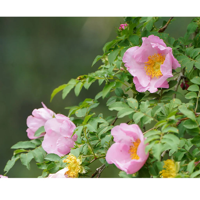 LuLuLun: Premium Travel Face Mask (7 Sheets)-gallery-46533878677755