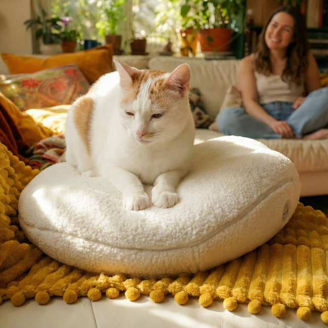 freepik__closeup-of-a-contented-cat-rhythmically-kneading-t__29663.png