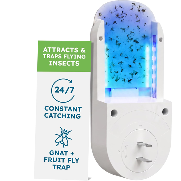 Summer Fruit Fly Season Is Here: Save 20% on BugMD's No Buzz Zone Indoor Bug Trap During Amazon Prime Day