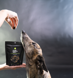 Gut+ Supplement Chew