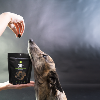 Gut+ Supplement Chew