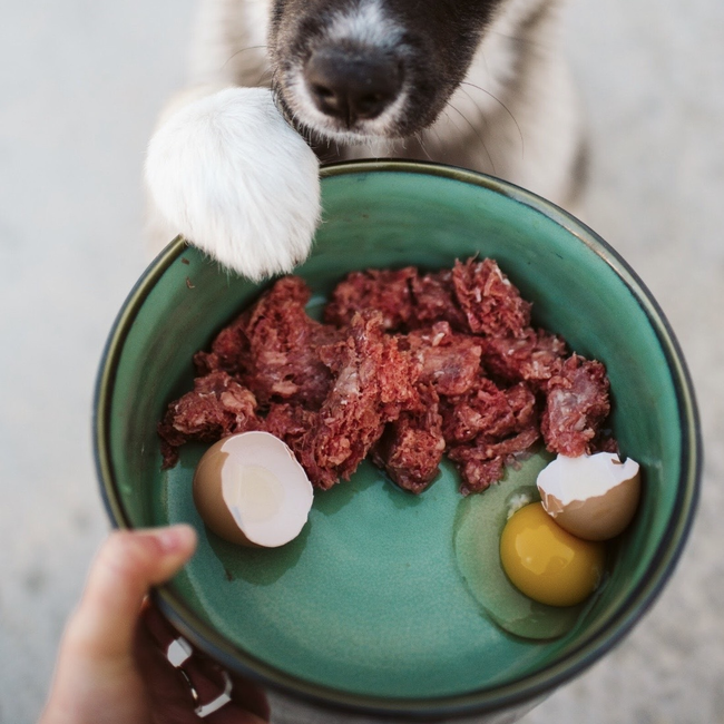 huskey puppy paw bowlbrag egg (1)