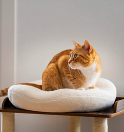 Knead Therapeutic Bed