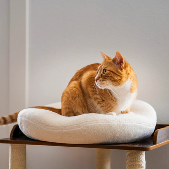 Knead Therapeutic Bed