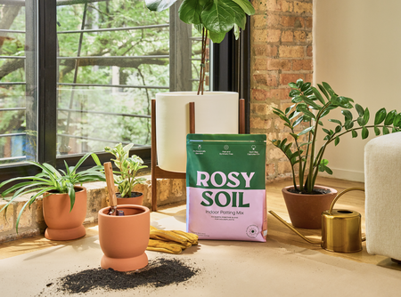 Sustainable Home Swaps for the New Year