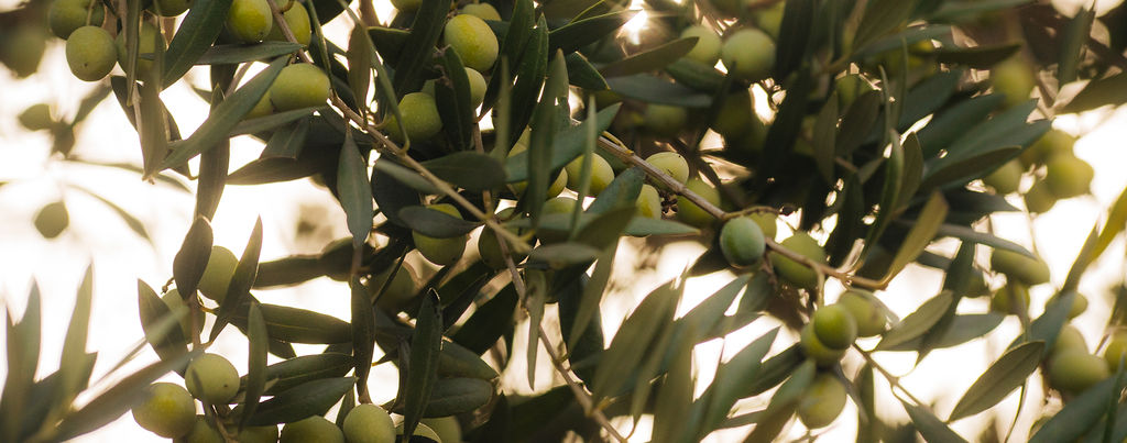 Corto Olive Oil