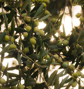 Corto Olive Oil