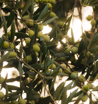 Corto Olive Oil