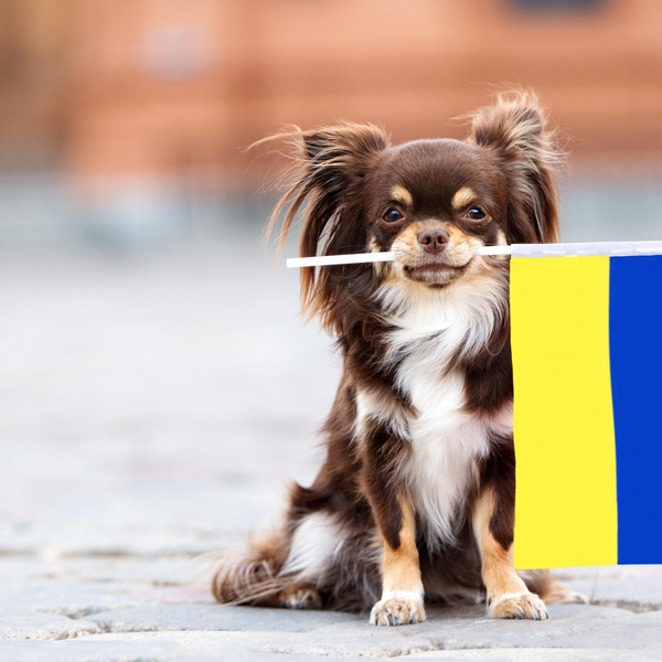 Puppington Ukraine Relief Support