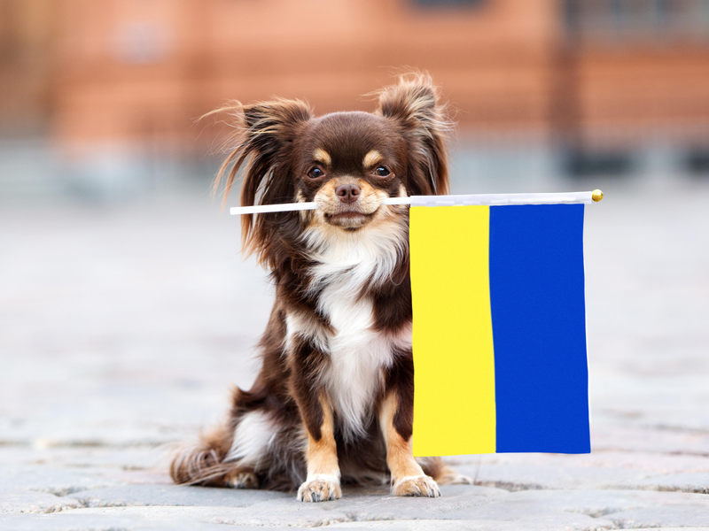 Puppington Ukraine Relief Support